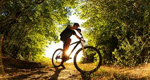 Mountain biker riding a forest trail at sunset